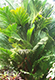 Pinanga coronata 